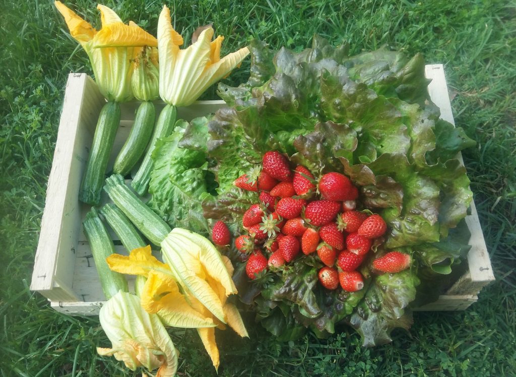 fragole fiori di zucca