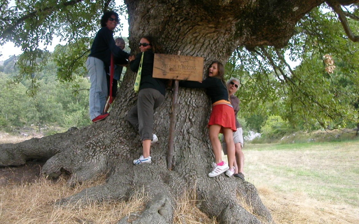 una-grande-quercia-nella-riserva-del-pescinello